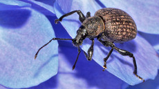 Kompakter Dickmaulrüssler (15).jpg